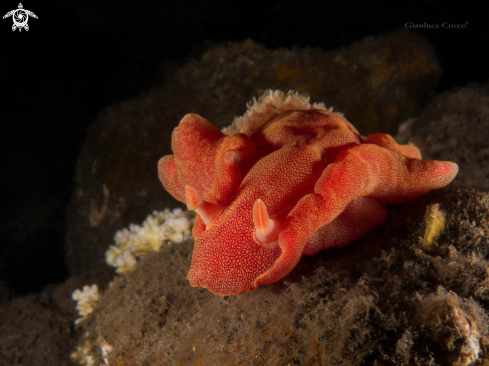 A Spanish dancer,Ballerina spagnola