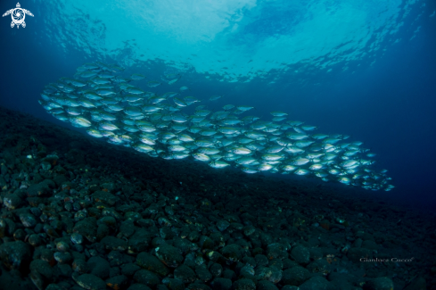 A Caranx sexfasciatus |  jackfish school,Carangidi