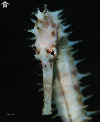 A Seahorses