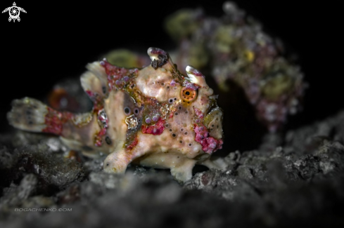 A Yellow Warty Frogfish 