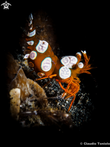 A Squat Shrimp - Broken back Shrimp - Hippolytidae