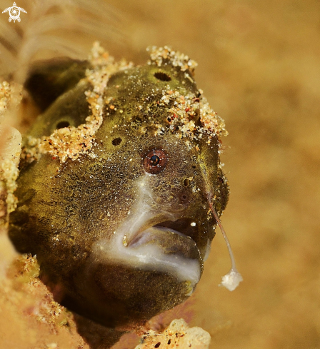 A Juvenile frog fish