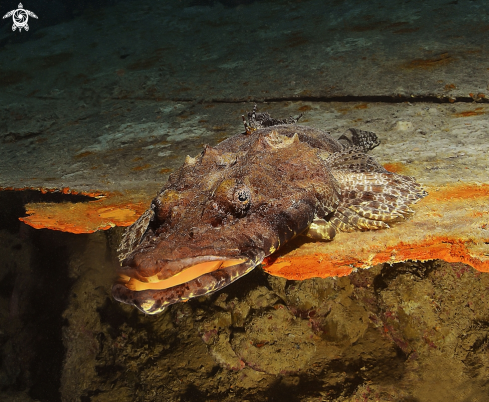 A Crocodile fish