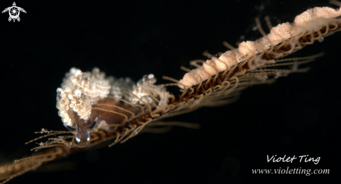 A Nudibranch