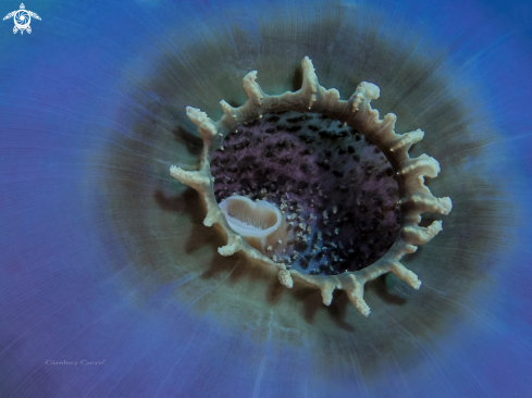 A Amplexidiscus fenestrafer |  Elephant ear anemone,Attinia orecchio di elefante