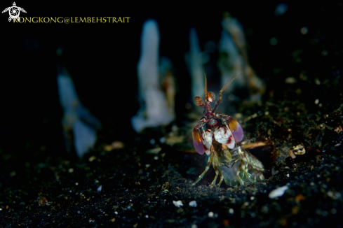 A Peacock Mantis Shrimp