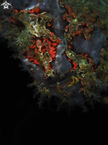 A Frogfish