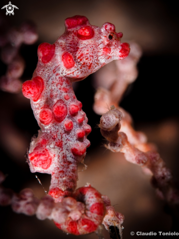 A Bargibanti Pygmy Seahorse