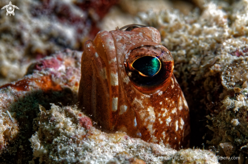 A Opistognathus dendriticus | Jaw Fish