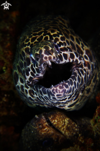 A Honeycomb moray eel