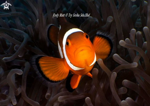 A Amphiprioninae | Clownfish