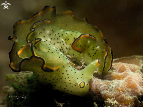 A Nudibranch