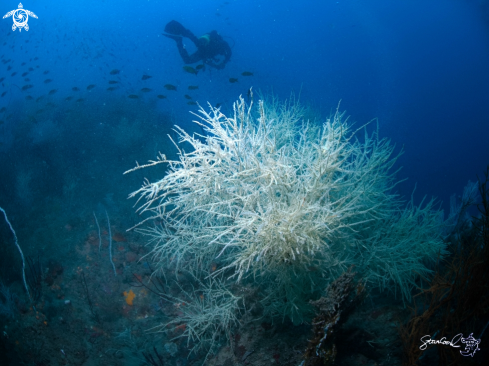 A Seafan in Taiwan