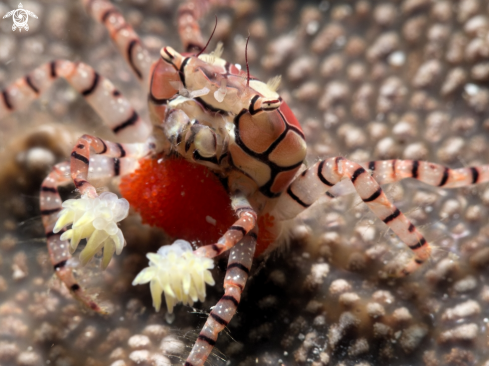 A Boxer Crab