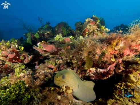 A Green moray eel