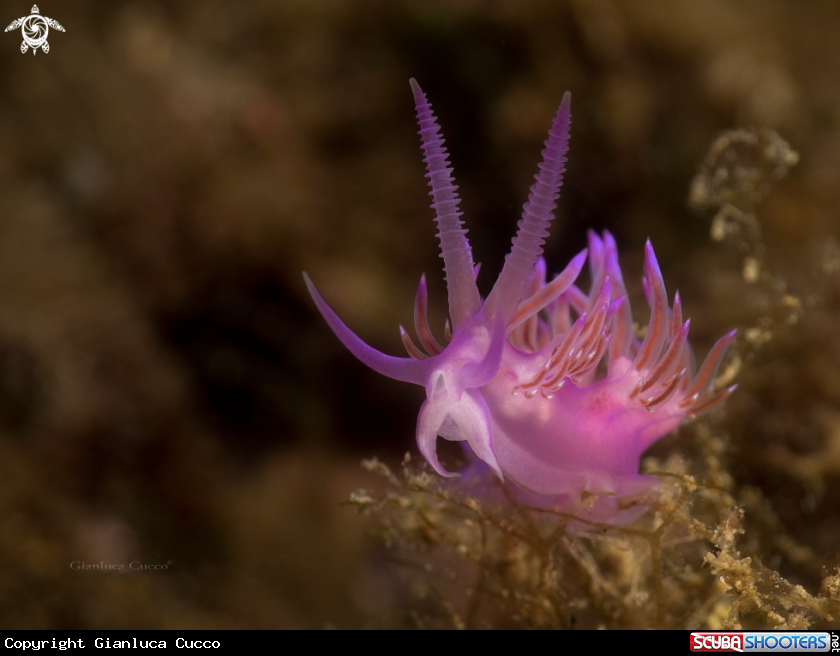 A Pink Flabellina,Flabellina rosa.