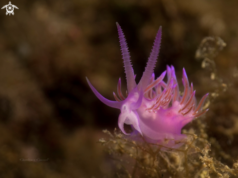 A Pink Flabellina,Flabellina rosa.