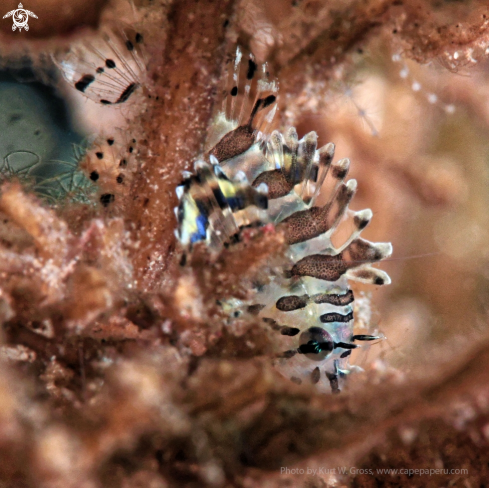 A Dendrochirus brachypterus juv. | Skorpion fish juv.