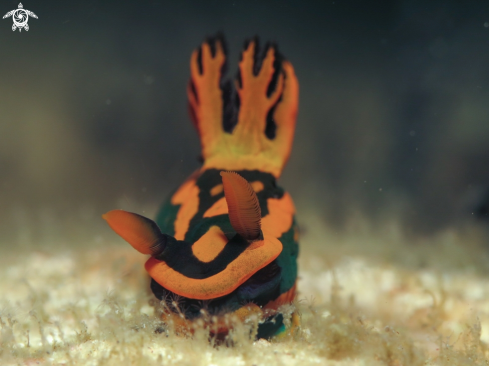 A tambja nudi