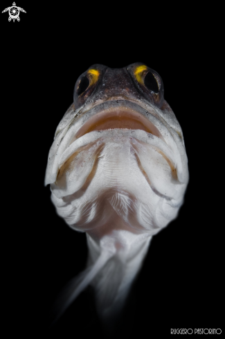 A Opistognathus randalli | Jawfish