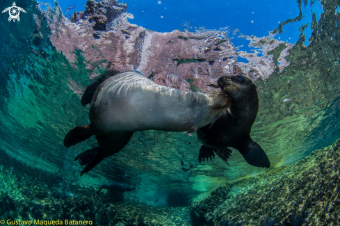 A Zalophus californianus | Amor de mamá