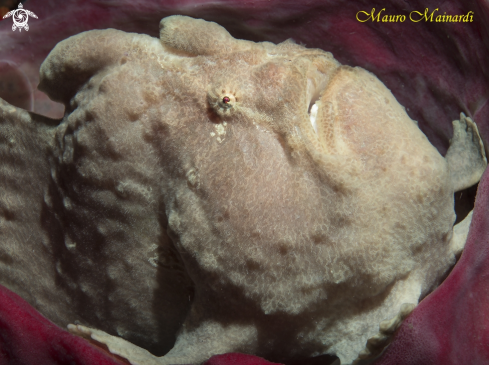 A Frogfish