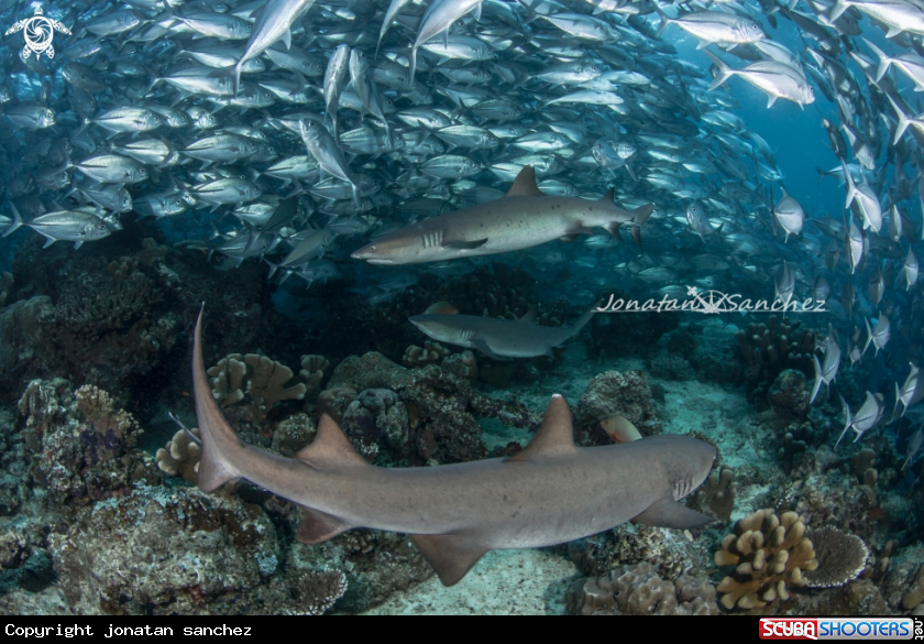 A white tip reef sharks and big eye trevalies