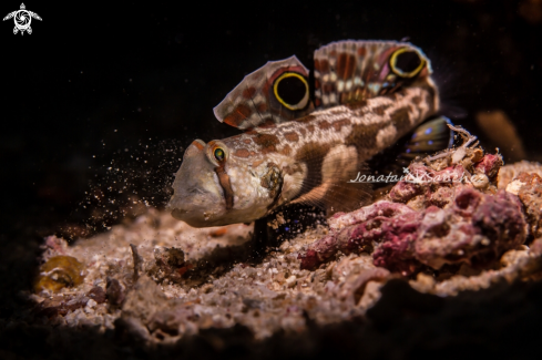 A Crab eye feeding