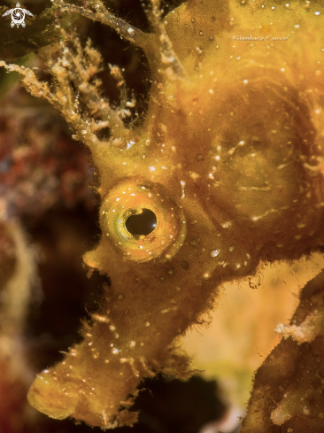 A Hippocampuca guttulatus | Sea horse