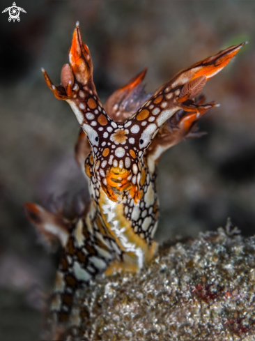 A Nudibranch