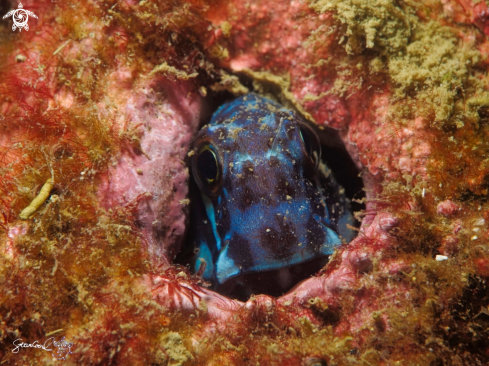 A Blenny Goby