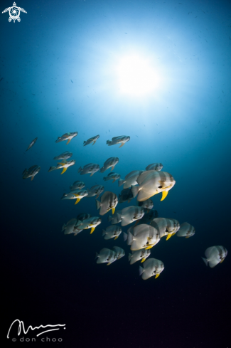 A Bat Fish