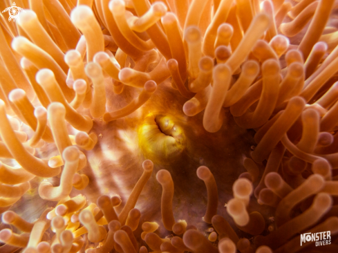 A Merten's carpet sea anemone 