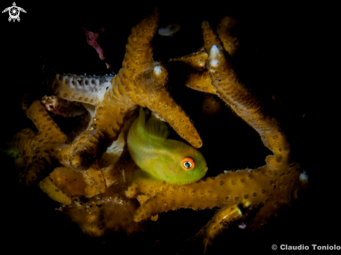 A Hairy Goby | Hairy Goby