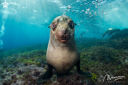 A Australian Fur Seal