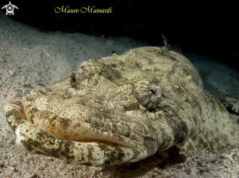 A Crocodile fish