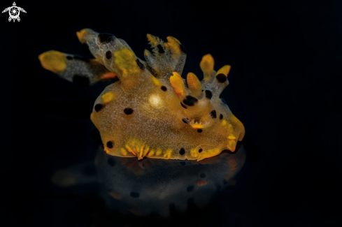 Nudibranchs