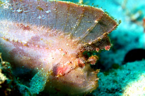 A Frogfish Mauritius