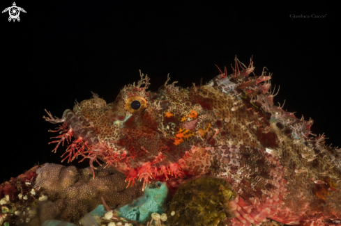 A Scorpaenopsis oxycephala | Scorpion Fish