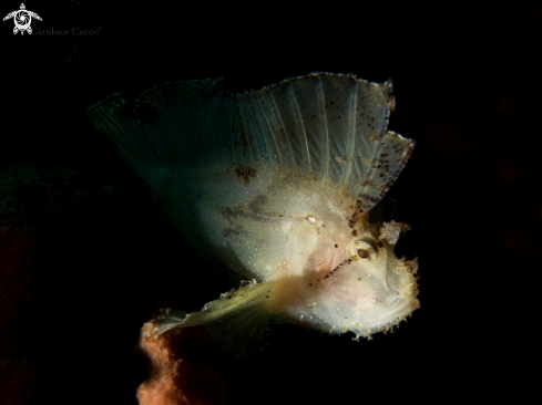 A  Leaf scorpionfish,Pesce scorpione foglia