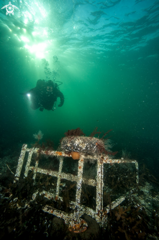 A Scuba diver