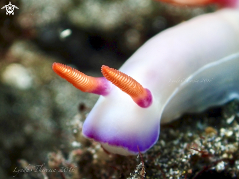 A Hypselodoris