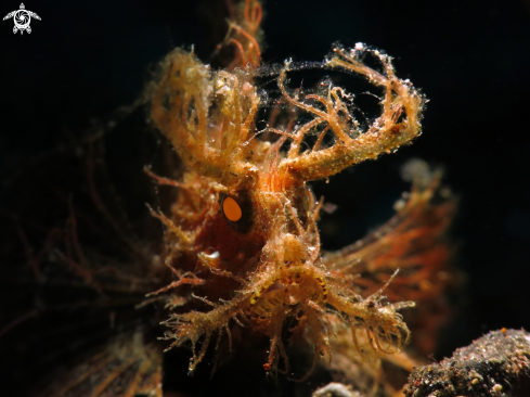 A Ambon Scorpionfish