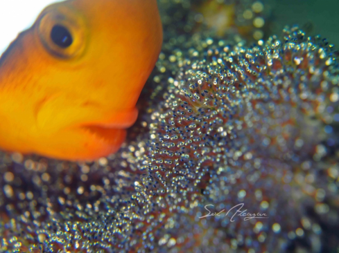 A Anemonefish