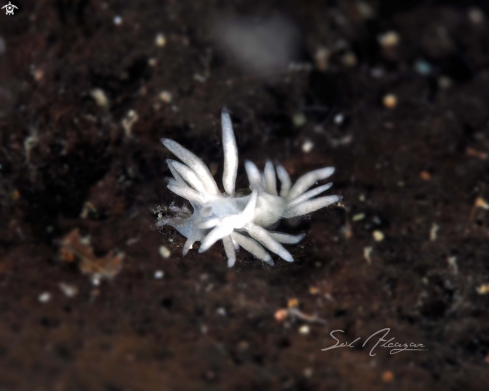 A Tiny Nudibranch