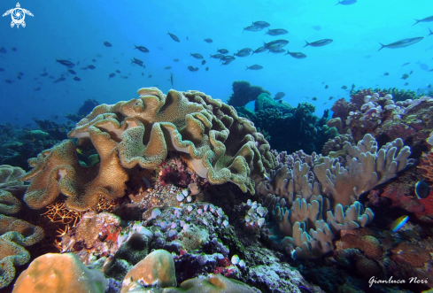 A Soft corals