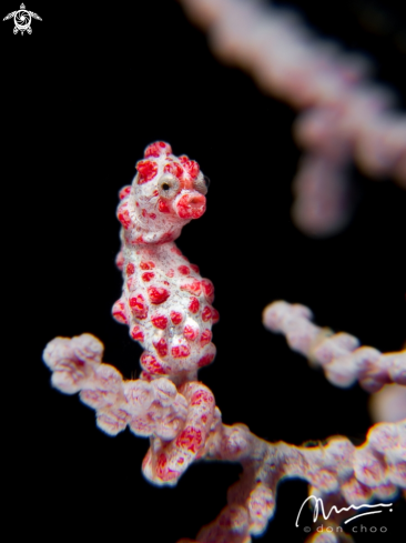 A Pygmy Seahorse