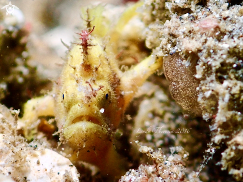 A Hairy Frogfish (Juvenile)