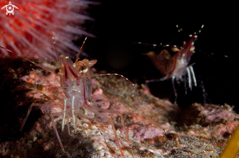 A Pink shrimp