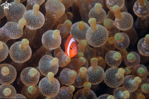 A Tomato Anemonefish - Nemo